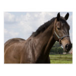 Thoroughbred Horse Postcard