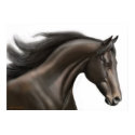 Thoroughbred Horse Poster posters