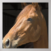 Thoroughbred Horse Poster Print