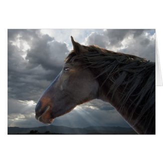 Thoroughbred Horse & Stormy Sky - Blank zazzle_card