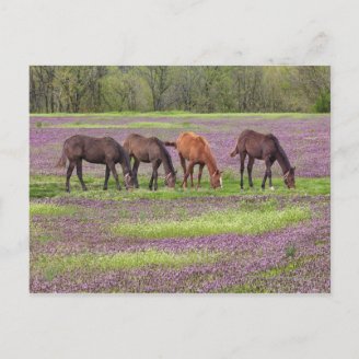 thoroughbred_horses_in_field_of_henbit_flowers_postcard-p239509998580931028b2ork_216.jpg?max_dim=328