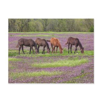 thoroughbred_horses_in_field_of_henbit_flowers_postcard-p239509998580931028b2ork_216.jpg?max_dim=328