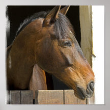 Thoroughbred Horses Poster
