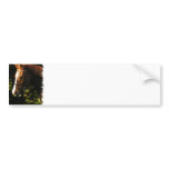 Thoroughbred Mount Bumper Stickers