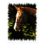 Thoroughbred Mount Postcard