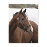Thoroughbred postcard
