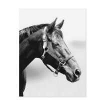 thoroughbred postcard