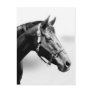 thoroughbred postcard