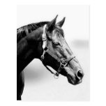 thoroughbred postcard