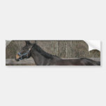 Thoroughbred Prancing Bumper Sticker