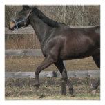 Thoroughbred Prancing Invitations