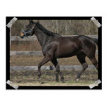 Thoroughbred Prancing Postcard