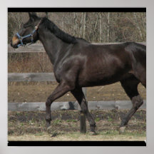 Thoroughbred Prancing Poster Print