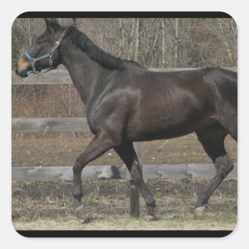 Thoroughbred Prancing Sticker