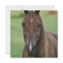 Thoroughbred Race Horse Invitation