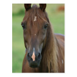 Thoroughbred Race Horse Postcard