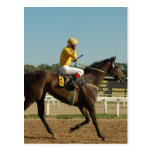 Thoroughbred Race Horse Postcard