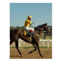 Thoroughbred Race Horse Postcard