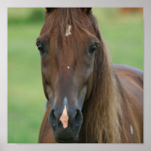 Thoroughbred Race Horse Print