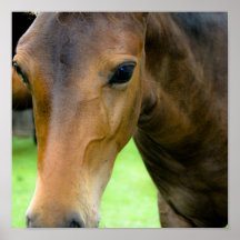 Thoroughbred Selections Horse Print