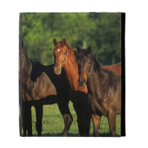 Thoroughbred Yearlings iPad Cases