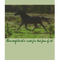 Thoroughbred's race for the fun of it! t-shirts by LizWittman Thoroughbred's race for the fun of it! t-shirts