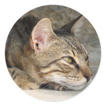 Thoughtful Cat Stickers