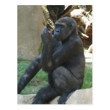 Thoughtful Gorilla Postcard