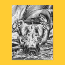 Thoughtful Pit Bull Post Card postcards