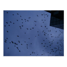 Thousands of Crows--F0750 Postcards