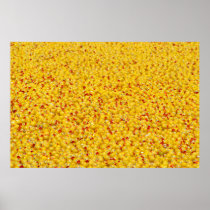 Thousands of ducks  print