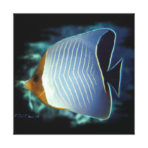 Threadfin Butterfly Fish Stretched Canvas Print