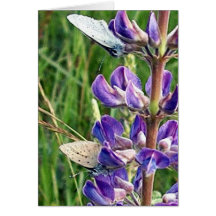 threatened endangered species and fire card