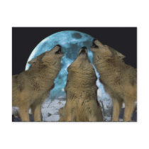 THREE 3 WOLVES HOWLING BLUE MOON POSTCARD