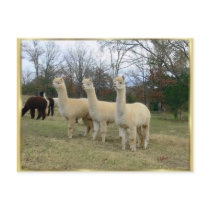 Three Alpaca Girls Postcard