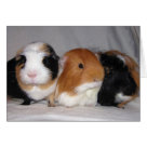 postcard - Cheech (tri-color, crested male), Chong (tri-color sheltie), and Diego (black and brown abby) are three of our special friends that lived with the rescue as sanctuary pigs. 

This tight-knit trio of amigos was proof positive that male guinea pigs can live together happily and peacefully. They spent their days sharing meals, playing, and snoozing in a life of pure contentment. Despite their rough beginnings, they were extremely social and affectionate with humans, and exuberantly greeted all who came to the rescue.
