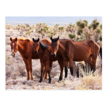 Three Amigos Post Cards