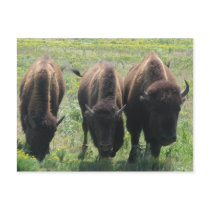 Three Amigos postcards