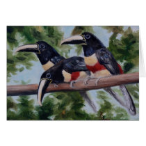 Three Amigo's Toucan Blank Card