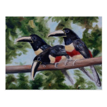 Three Amigo's Toucan Postcard