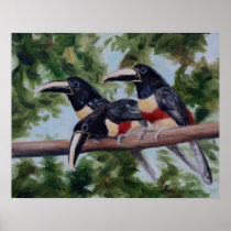 Three Amigos Toucan Poster Print