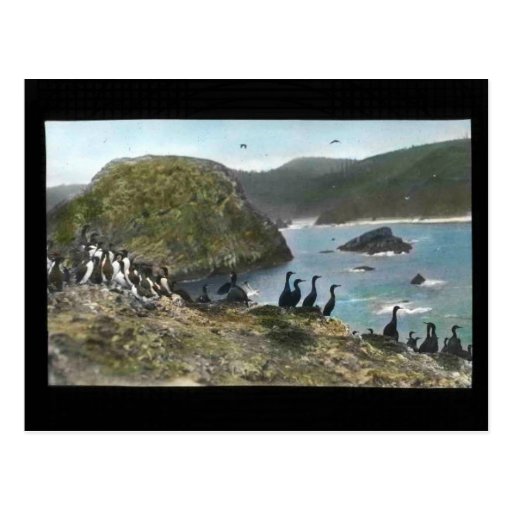 Three Arch Rocks Postcards