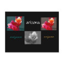 three arizona flowers postcard