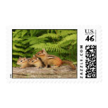 Three Baby Chipmunk Siblings Postage