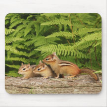 three baby chipmunks mousepad