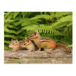 three baby chipmunks post card