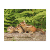 three baby chipmunks post card