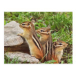Three Baby Chipmunks Postcard
