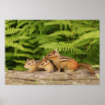 three baby chipmunks posters