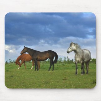 Three beautiful horses on sunny Summer day mousepad